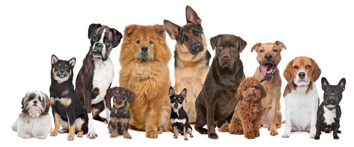 12 perros de distinta raza y tamaño