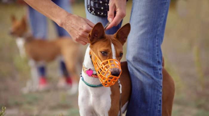 bozal para perro