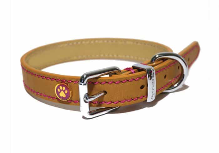 collar estándar para perros