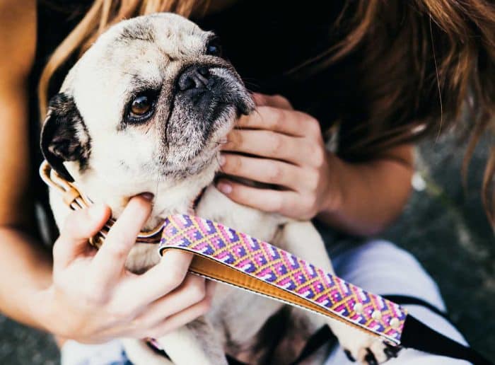 cómo elegir el mejor collar para un perro