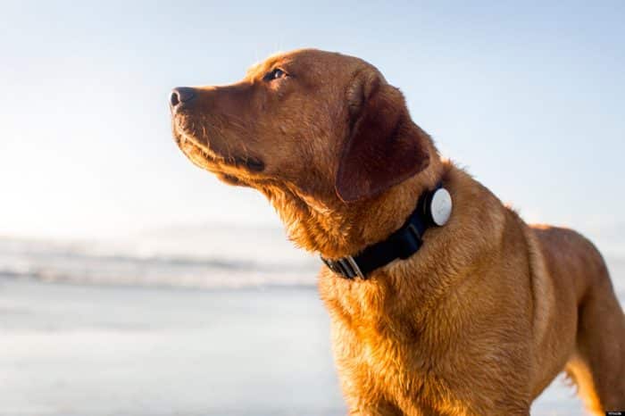 perro modelando un collar con gps
