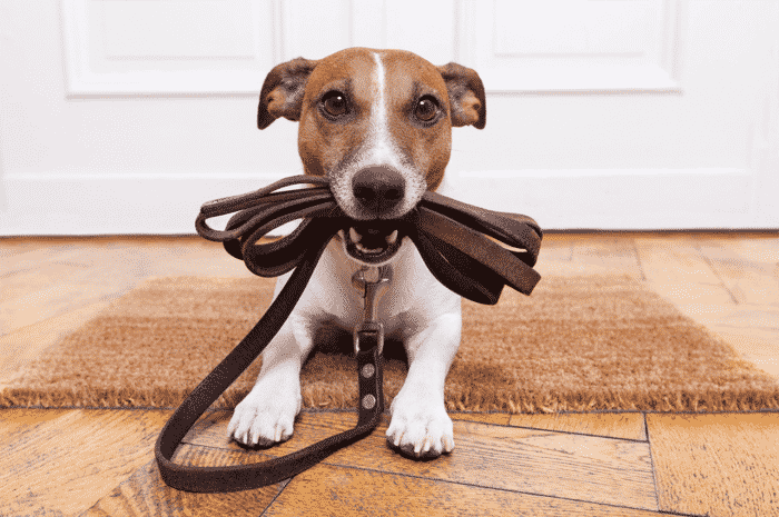 perro sujetando su correa preparado para salir de paseo