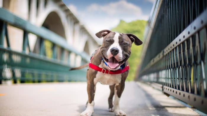 retrato de un perro con arnés en un puente