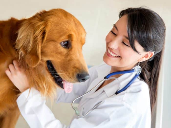 veterinaria examinando a un perro