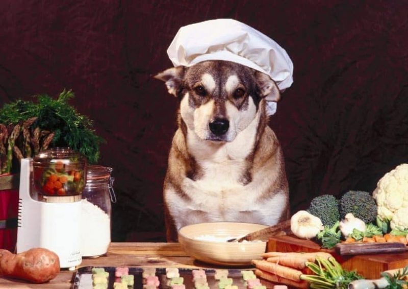 alimentos caseros para perros