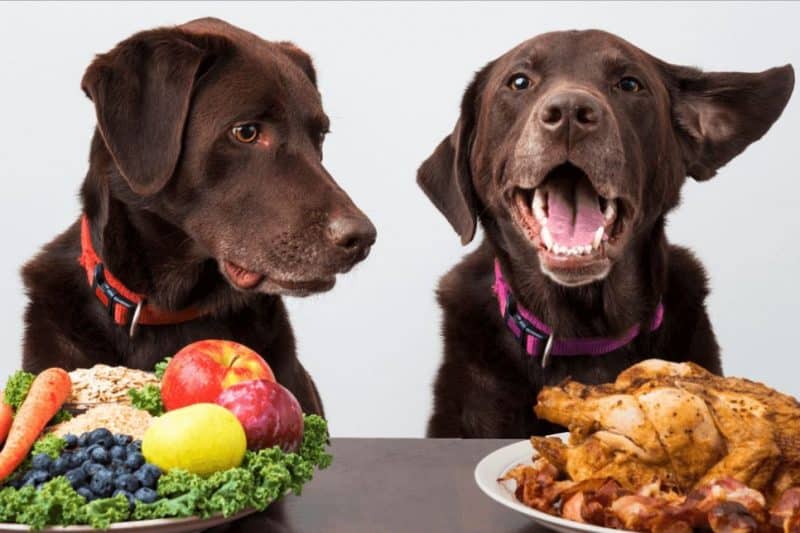 como saber cual es el mejor alimento para mi perro