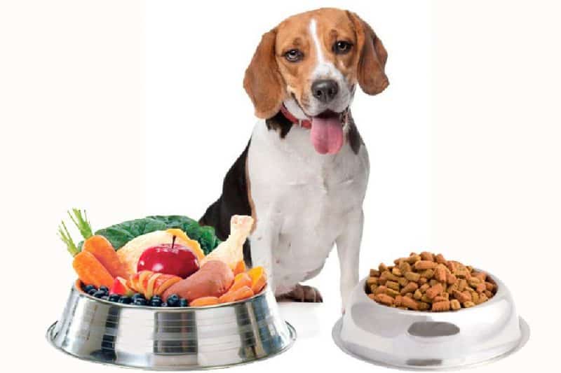 cual es el mejor alimento para perros
