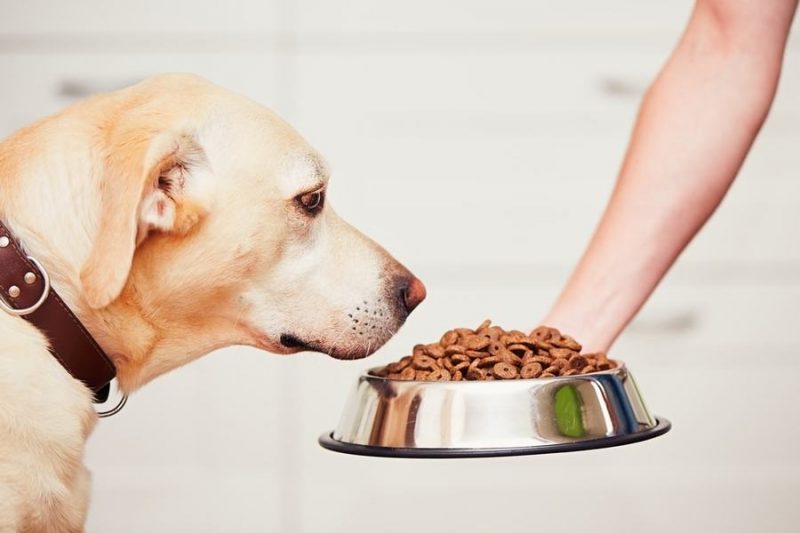 perro oliendo pienso para perros