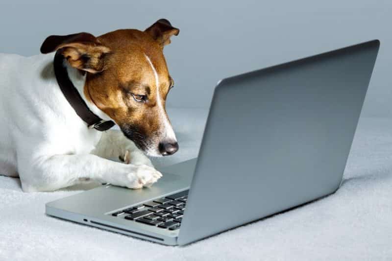 por que comprar comida para perros por internet