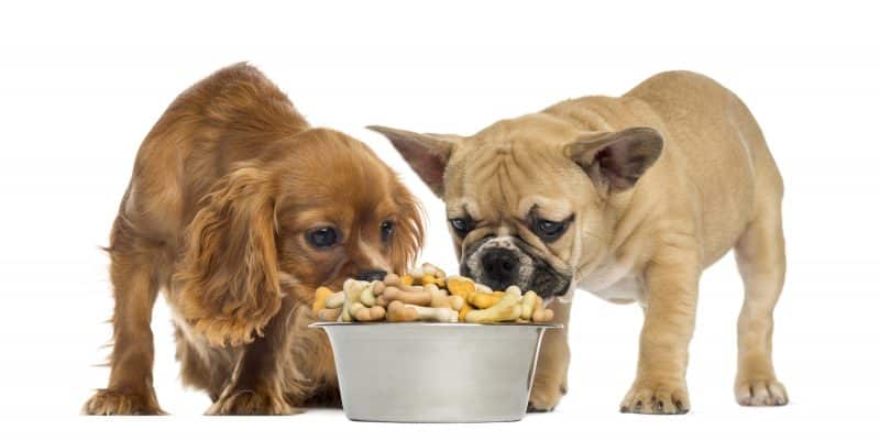 que es el alimento para perros