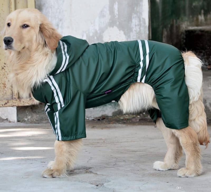 abrigos impermeables para perros