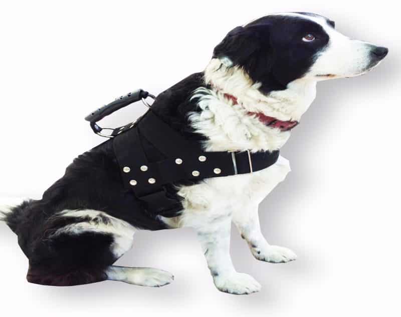 arnés anti tirones para perros