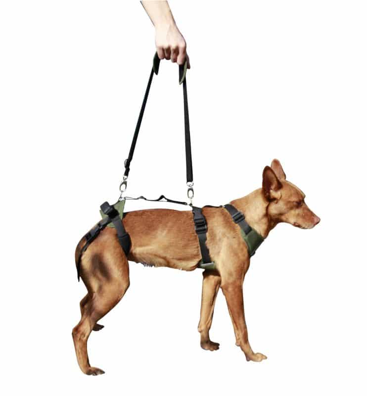 arnes de apoyo asistido para perros