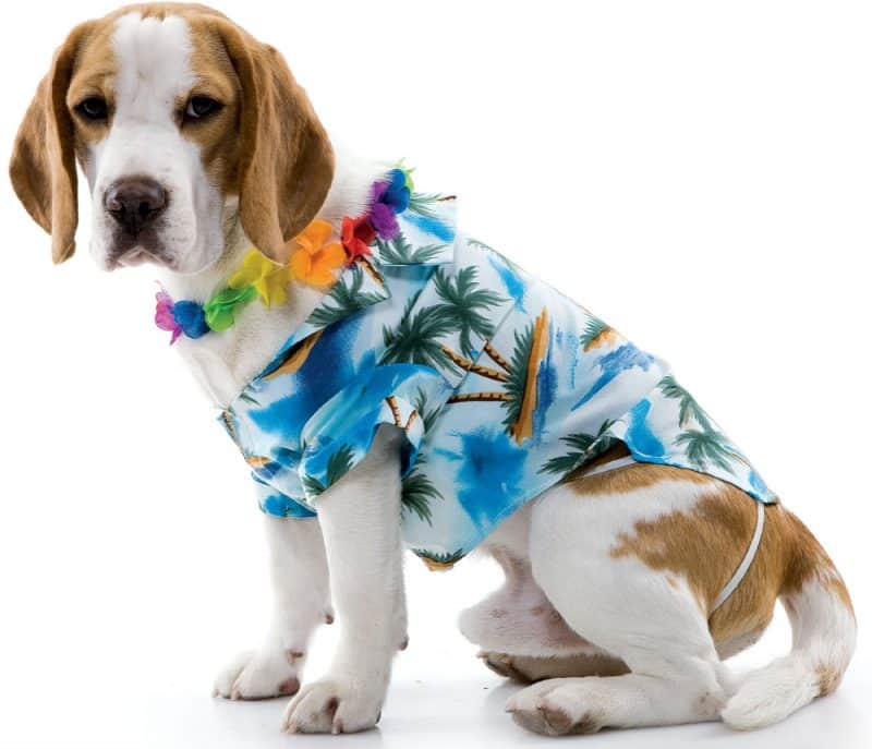 camisetas estilo hawaiano para perros