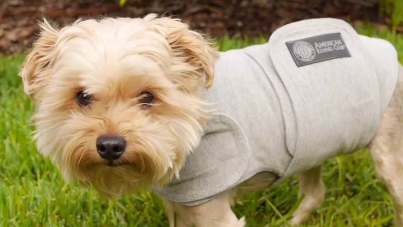 camisetas para la ansiedad para perros