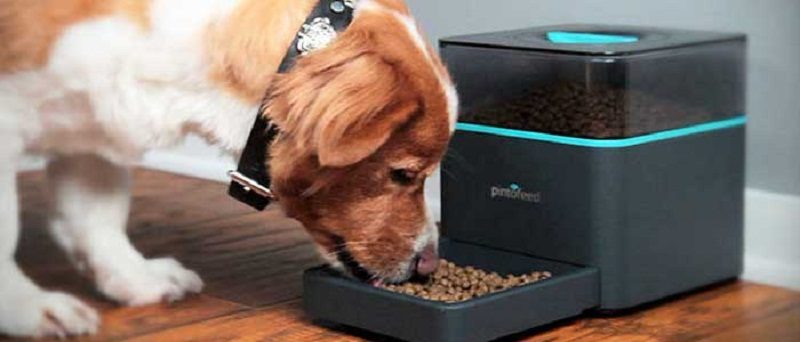 comederos para perros automáticos