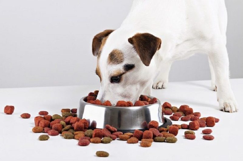 comederos para perros de acuerdo a las características de la mascota