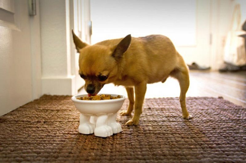 comederos para perros de cerámica baratos