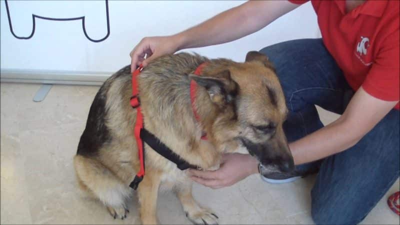 cómo colocar arnés para perros