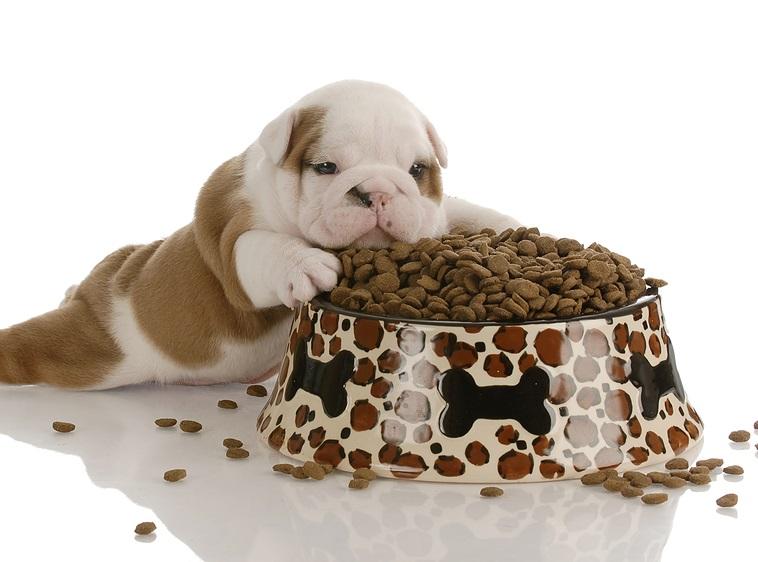 cómo escoger el comedero para perros correcto