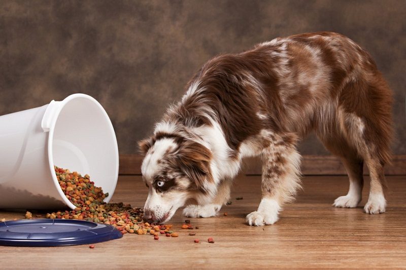 cómo escoger el comedero para perros perfecto.