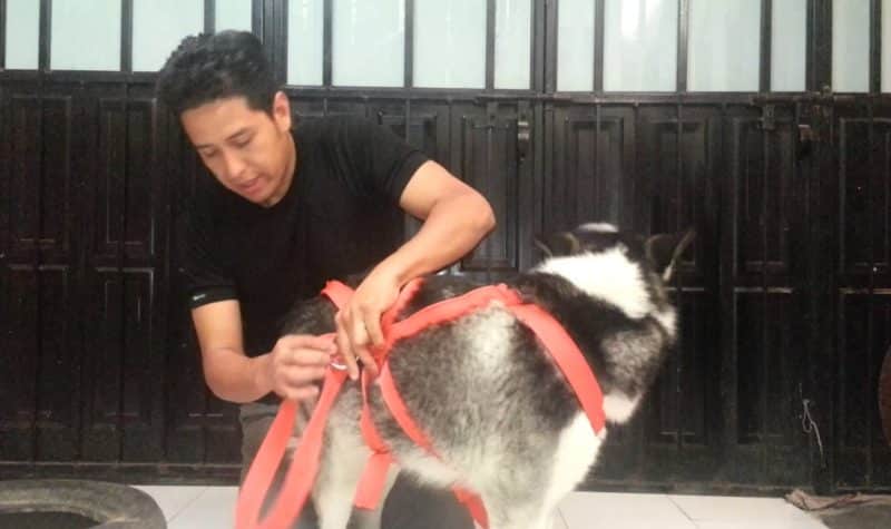 como poner un arnés para perros