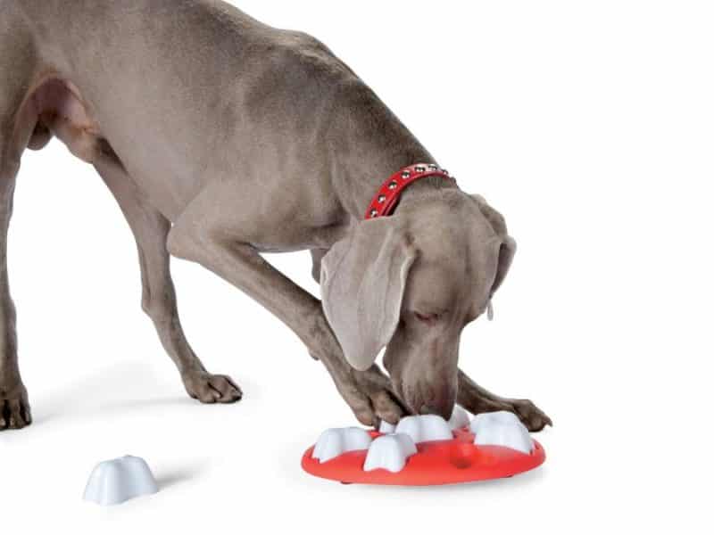 desarrollo de cualidades de un perro