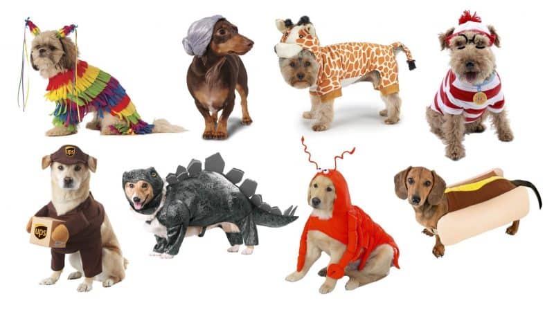 disfraces para perros