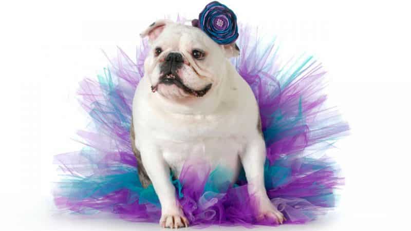 disfraz de bailarina para perros