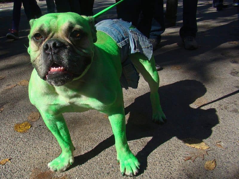 disfraz de hulk para perros