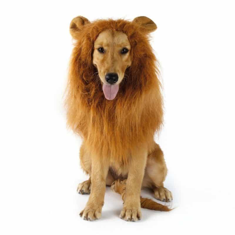 disfraz de león para perro