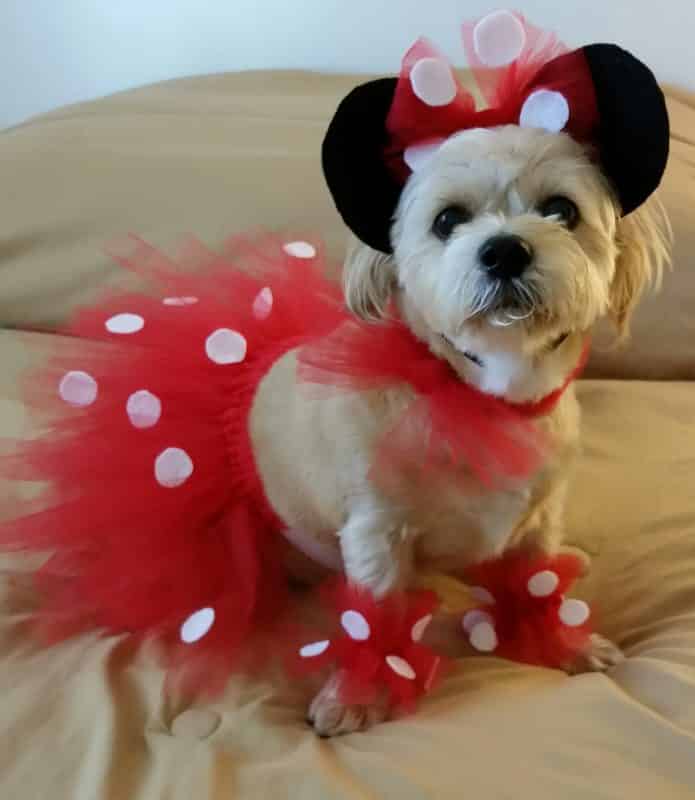 disfraz de minnie mouse para perros