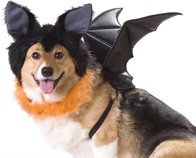 disfraz de murciélago para perros