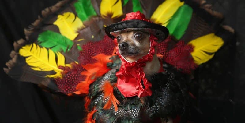 disfraz de pavo real para perros