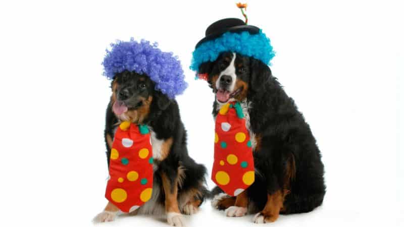 disfraz de payaso para perros