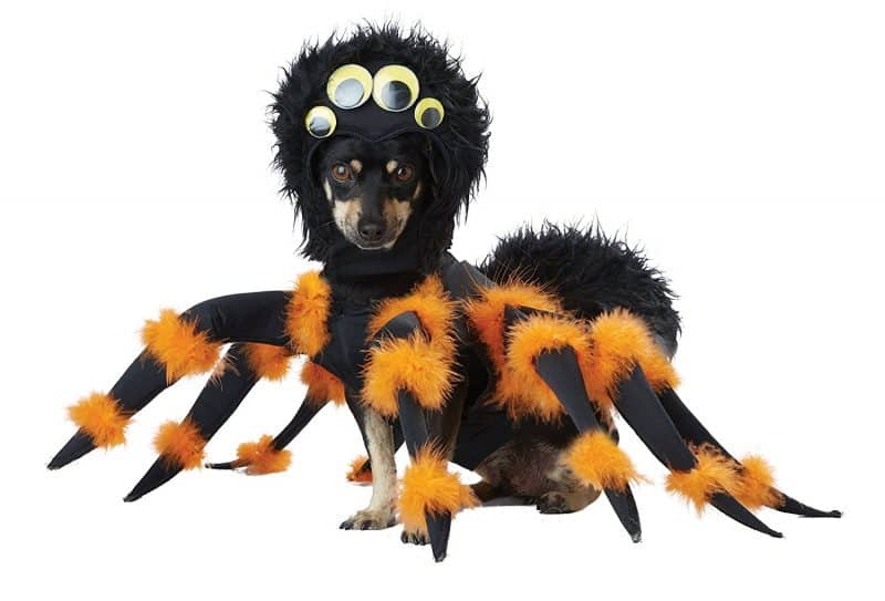 disfraz para perros araña
