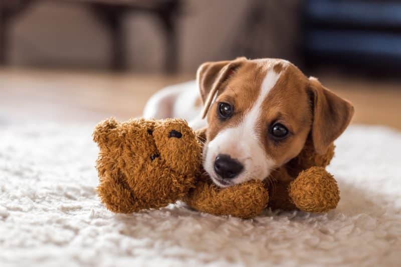 jack russell con peluche