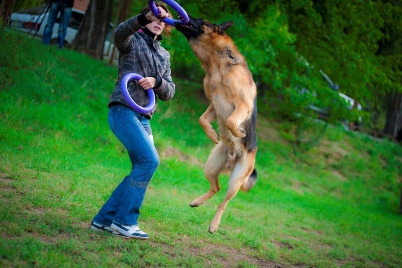 los juguetes ayudan a favorecer el entrenamiento de un perro