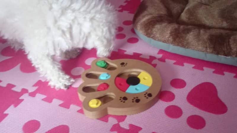 juegos didácticos actividad canina