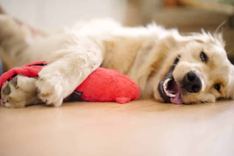 juguetes de peluche pelotas y cuerda para perros