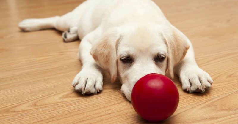 juguetes para cachorros