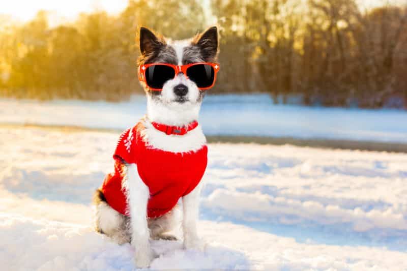 modelos clásicos para perros