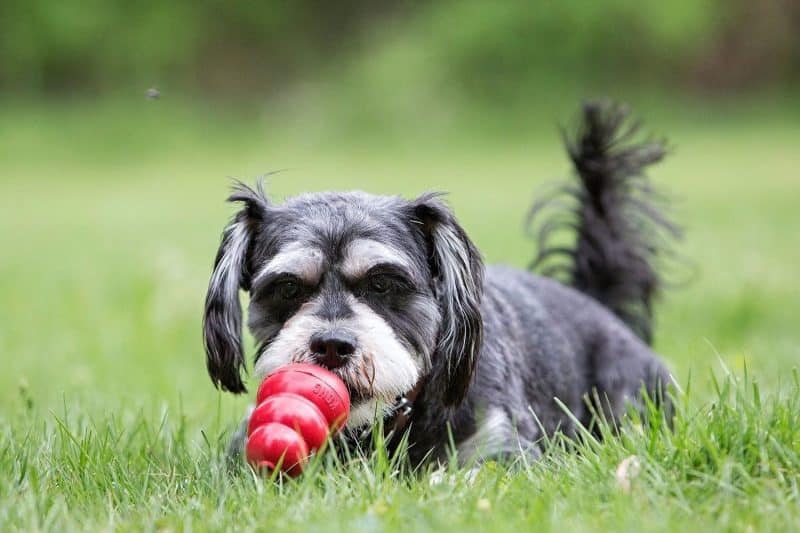 mordedor kong para perros
