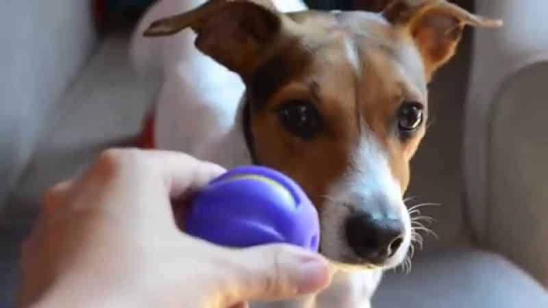 pelotas de tenis para perros