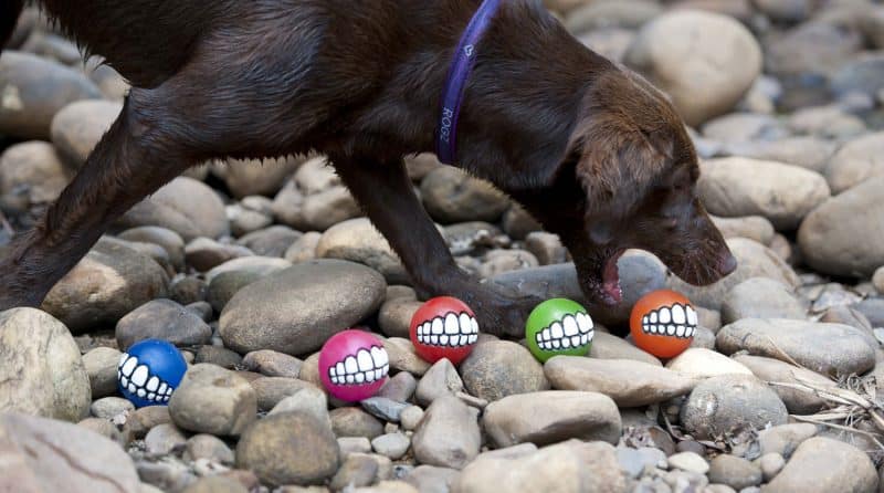 pelotas plastico blando y macizo para perros