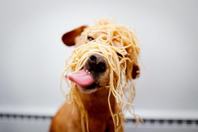 platos para perros que comen rápido
