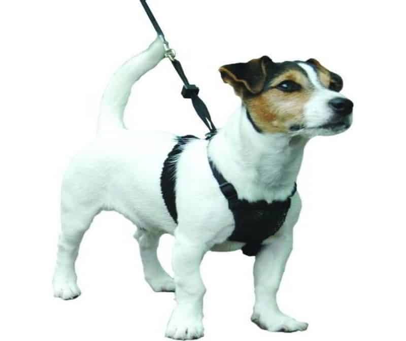 que es un arnés para perros