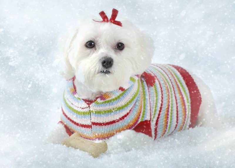 recomendaciones para comprar ropa para perros