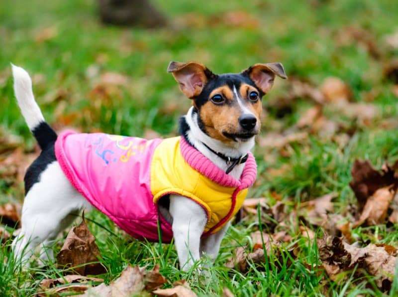 ropa para perros imagen