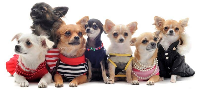 tipo de ropa para perros